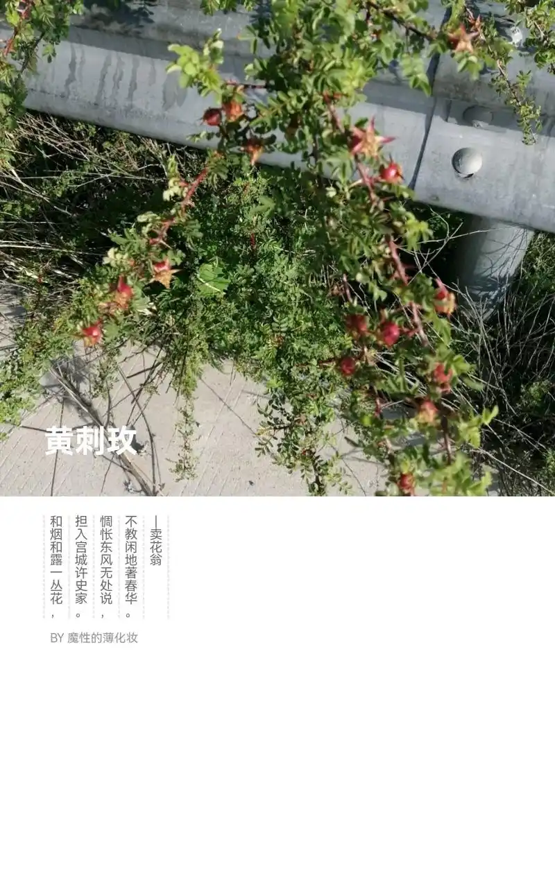 黄刺玫,是蔷薇科蔷薇属的直立灌木.据《中国药用植物志》记载, - 抖音