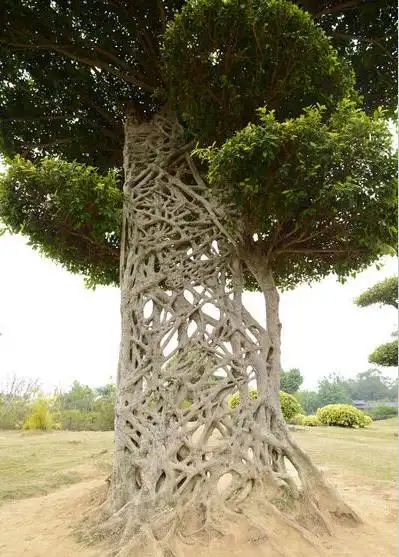 植树节来啦│那些会拗造型的树