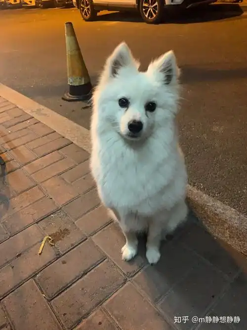 养银狐犬是什么样的体验