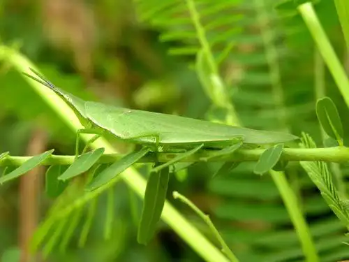 城市物种日历6月28日中华剑角蝗