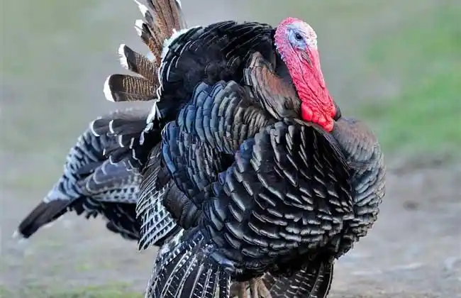 火鸡养殖成本和利润