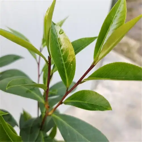 紫玫瑰茶花海角乐园山茶花紫色系列品种茶花嫁接原生植物茶花