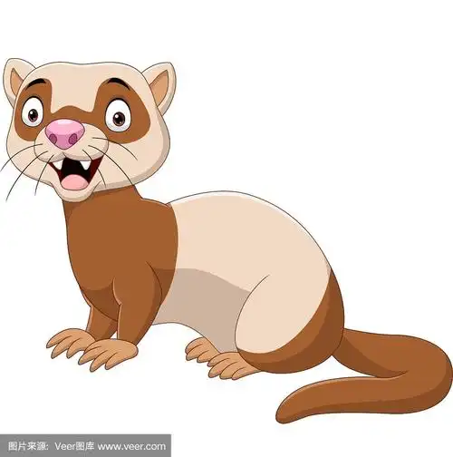 卡通有趣的雪貂孤立在白色的背景