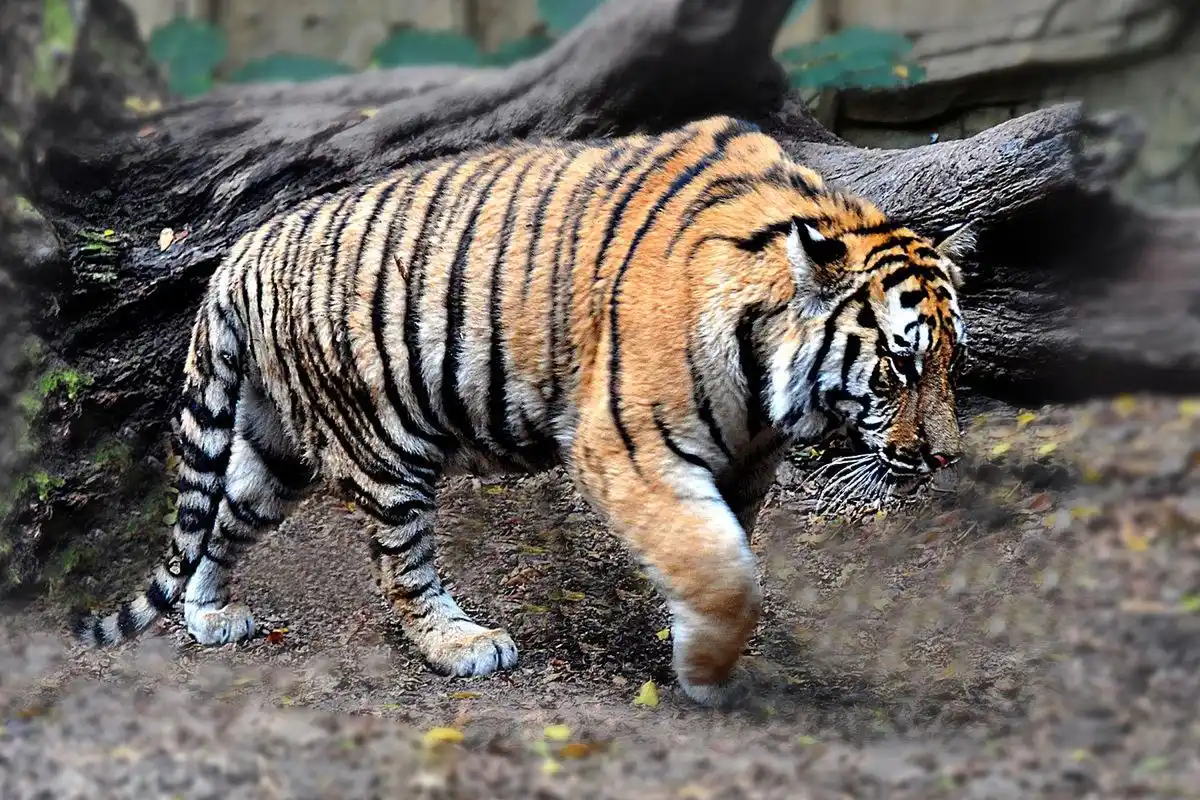 可爱的小老虎.#动物趣图