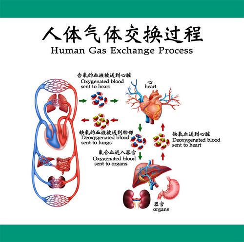 m769医学人体气体交换过程血液心脏解剖分析图解挂图1930海报印制