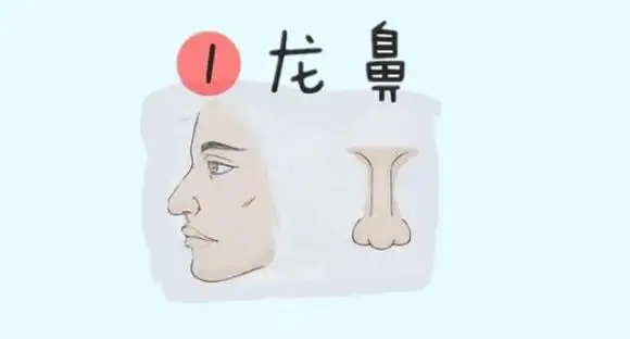 龙鼻所谓的龙鼻,就是指山根高耸,鼻子很圆隆不会露出鼻孔的,看起来