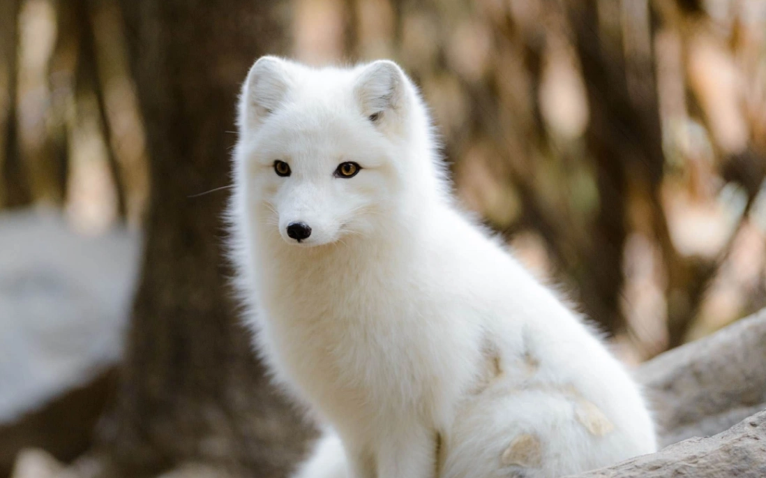 上海成白狐窝地铁站又出现一只分析弃养放生并非好事