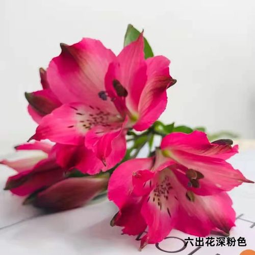 【水仙百合】各色 六出花昆明基地直供 家装饰花店鲜切配花