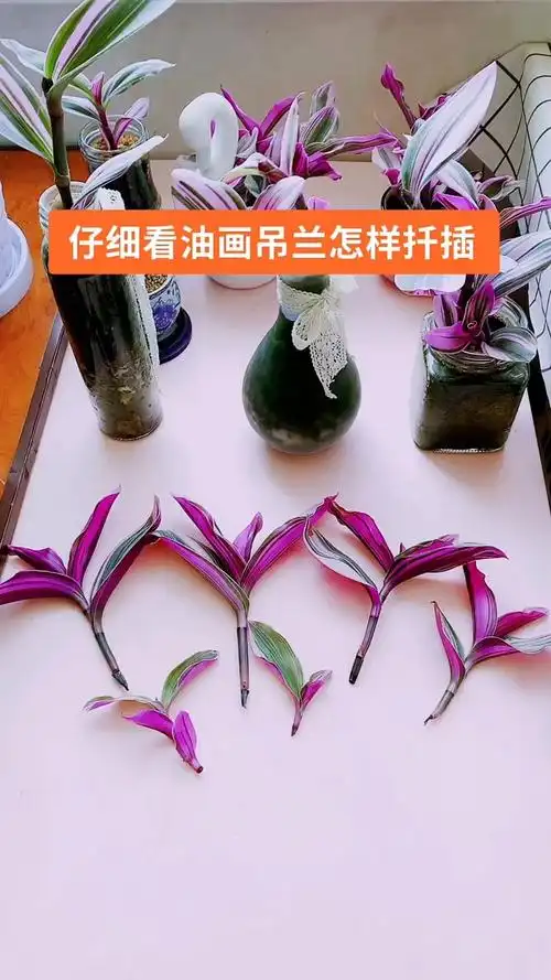 油画吊兰的扦插步骤无限复制的开始