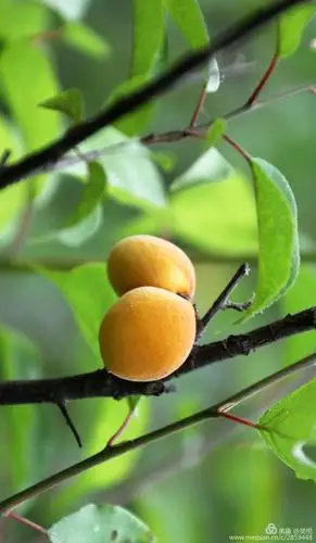 令人垂涎欲滴的红梅果,晨练日记,徐越峰摄影,2020.6.15,于汇仙湖梅园