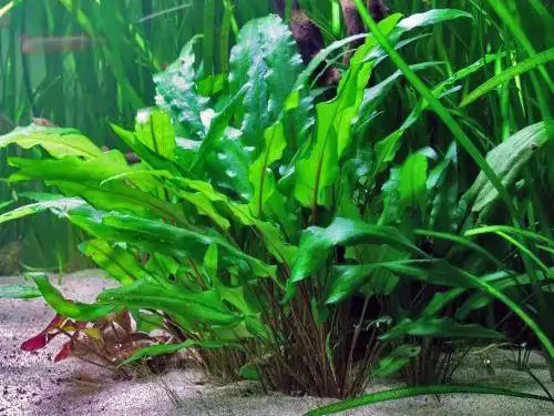 想成为造景,先从这些阴性水草开始,用它们练手再合适不过