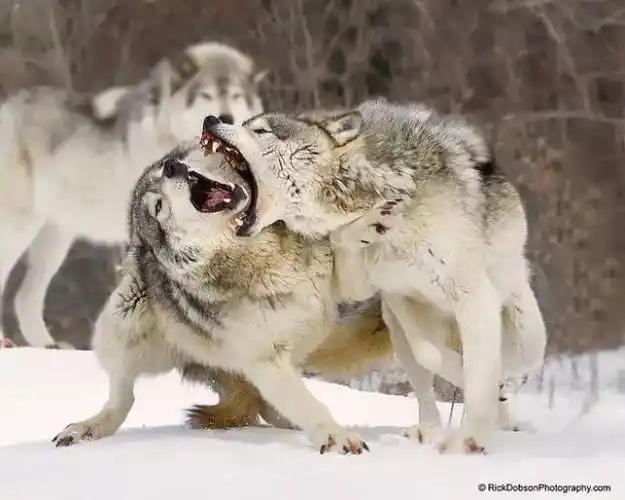 狼要吃羊,很短一个故事,却看穿了许多人!