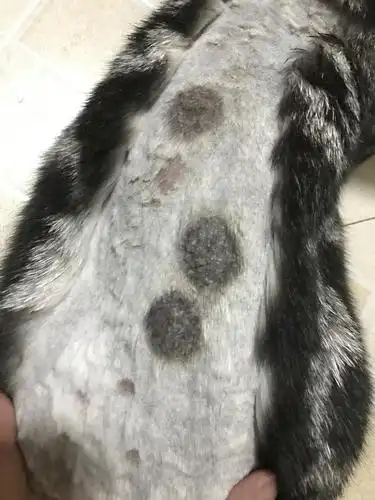 求助啊猫癣这个样子了