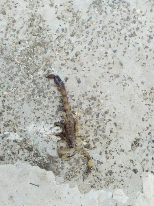 被这只蝎子蛰,居然疼了一整天.