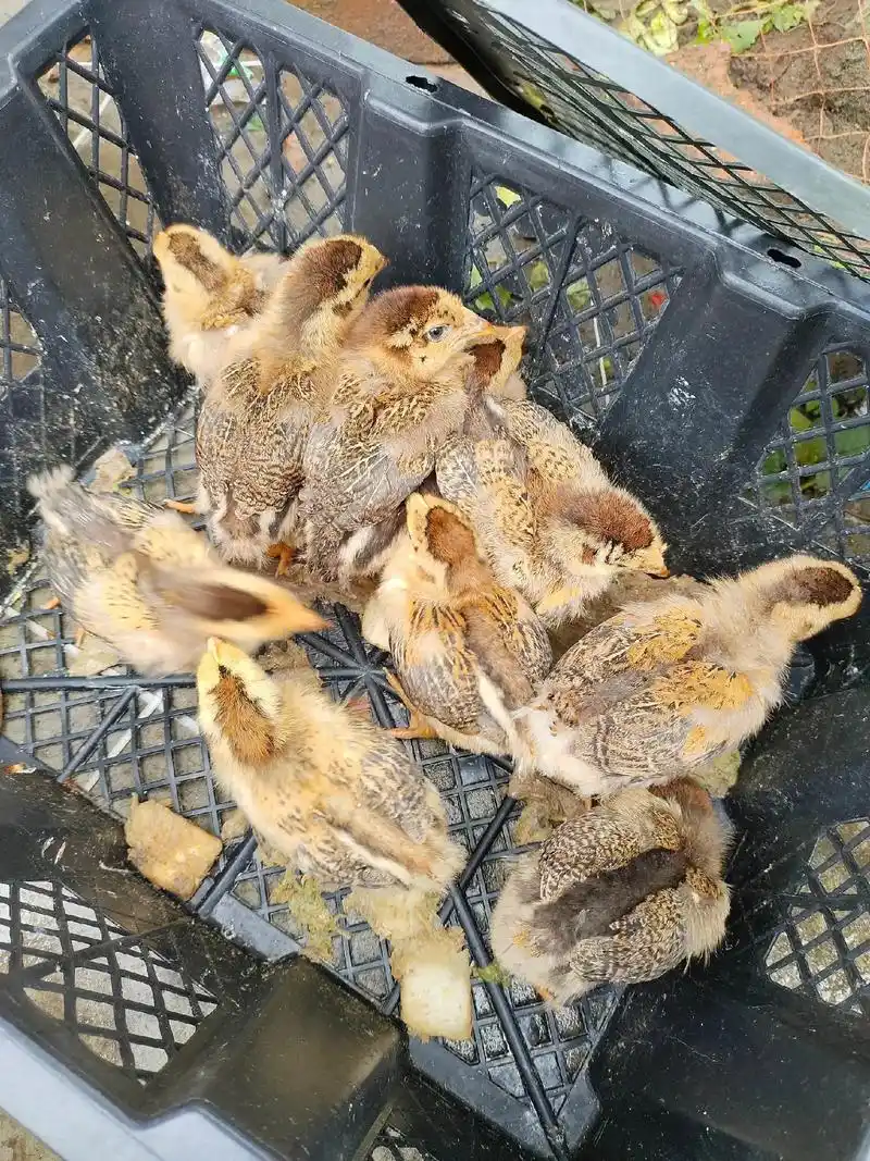 农村散养土鸡 #土鸡的营养价值 #原生态乡村生活 #小鸡仔 - 抖音