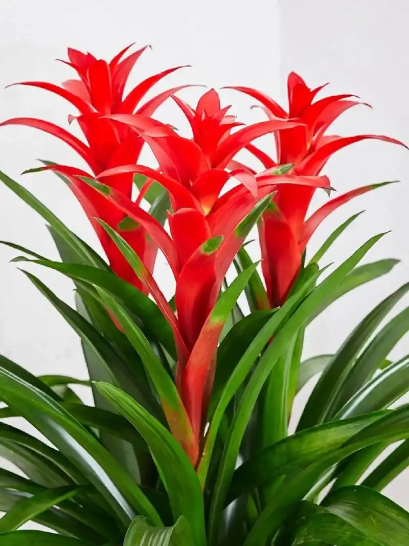 鸿运当头的寓意:好运;能够给人们带来正能量,鸿运当头的象征:好的运气