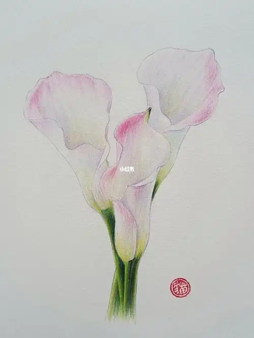 彩铅马蹄莲,简简单单,画起来.