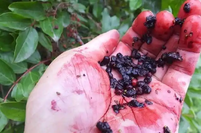 马桑全株有毒,以嫩叶及未成熟的果实毒性较大.