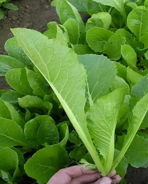 阳台上生长快四季能种的菜(11种大叶菜)16