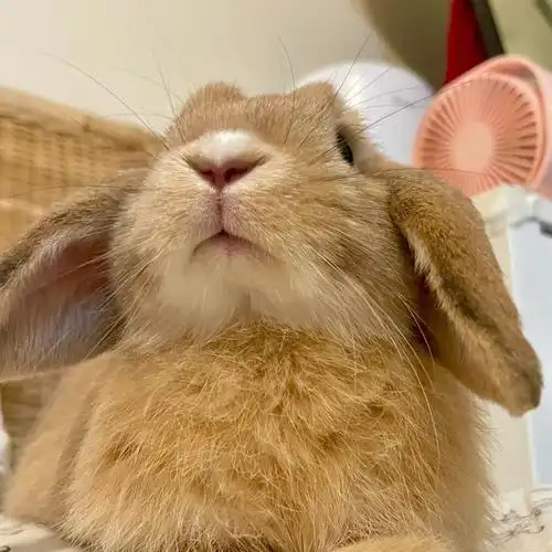 怎么会有小兔子头臭的