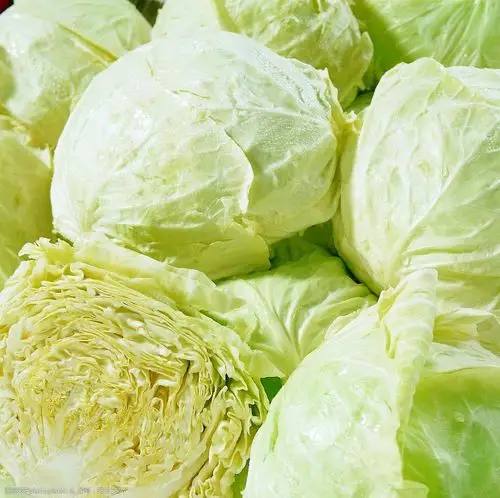 卷心菜包包菜图片