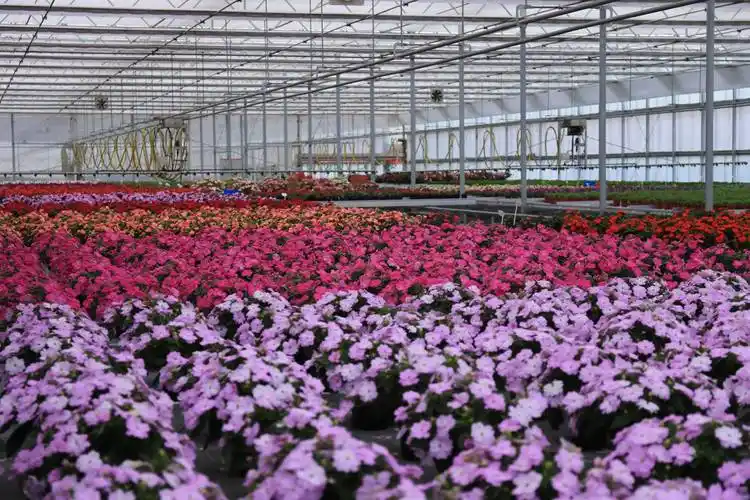 上海源怡种苗公司(邳州)花卉种苗生产基地项目是邳州"三乡工程"资本兴