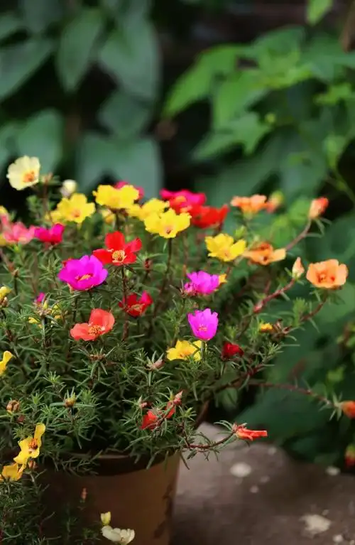 德州一大叔,用"饮料瓶"种出一面花墙,网友:高手果然有创意