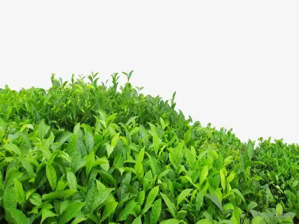 茶叶树png素材透明免抠图片动植人物