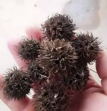 路路通枫香树果实枫香树叶药用大别山野生中药材