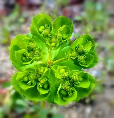 毛毛眼(兔子喜欢吃的)