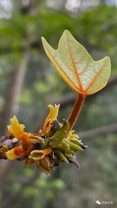 广西火桐(锦葵科 梧桐属)