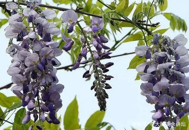 这种花可观赏可食用,做蒸菜比槐花还好吃,还能清热解毒