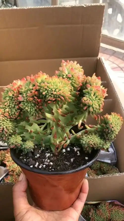 春萌缀化,这个真的是比白菜还好看,特别的美!