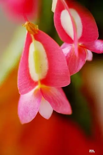 拍几张阳台上的大叶海棠花看看迎春的气息