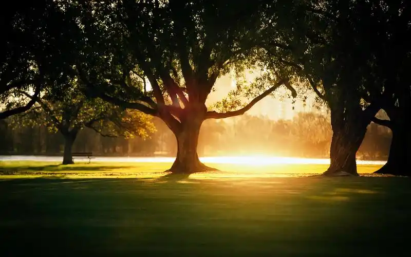 下载1920x1200 阳光,绿树成荫,荫,公园,城市 壁纸, 图片