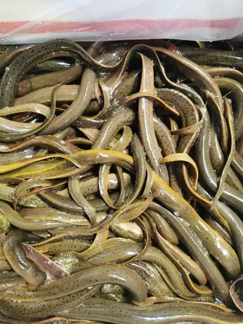 高效养殖鳝鱼:打造热门商机!