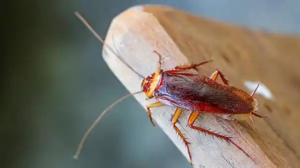 想要饿死一只"蟑螂"到底有多难?