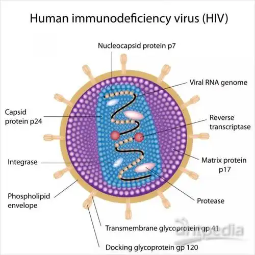 hiv病毒结构