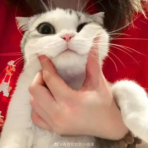 小泡芙 微博 猫咪头像 可爱