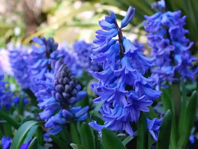 蓝色风信子春天的花朵