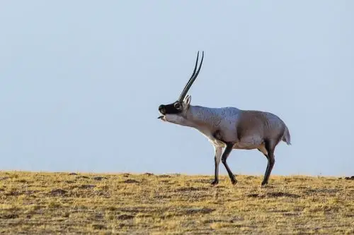 野性可可西里藏羚羊 - 自然类-摄影大赛2016 - 国家地理中文网