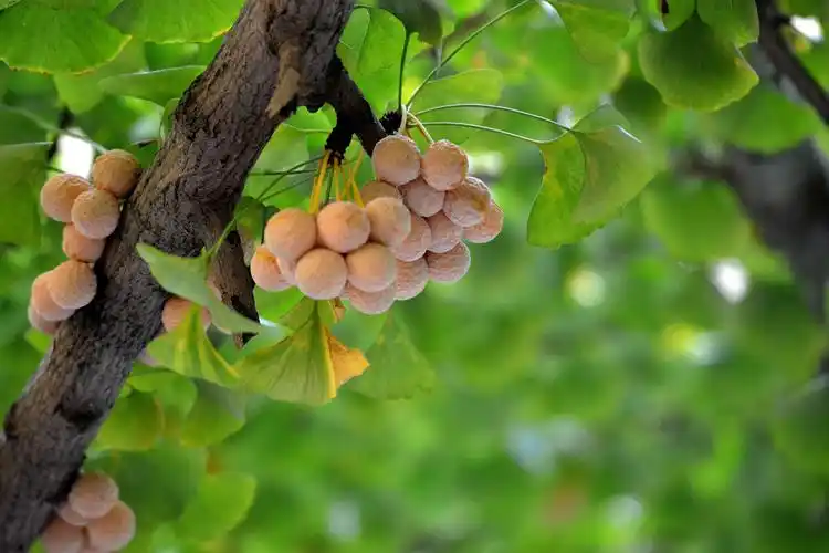 大院成排的银杏树大的也该有4,50年的样子,每年春发嫩芽,秋飘黄叶时