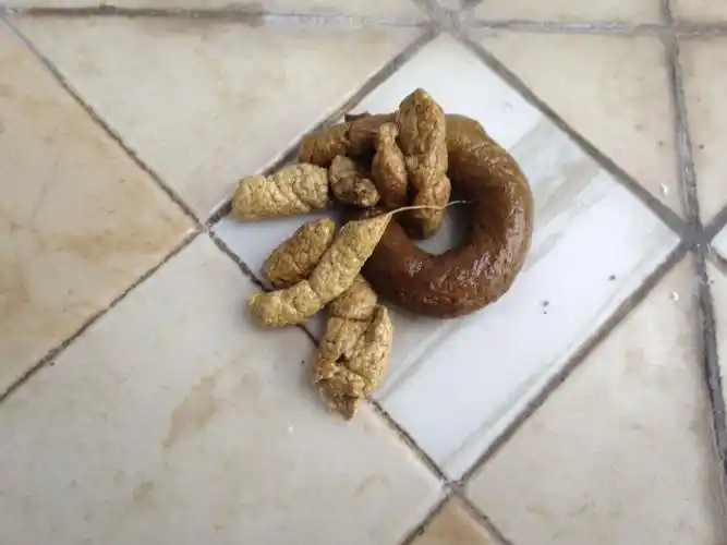 五个月的博美吃了四分之一的驱虫药(宠物医院开的