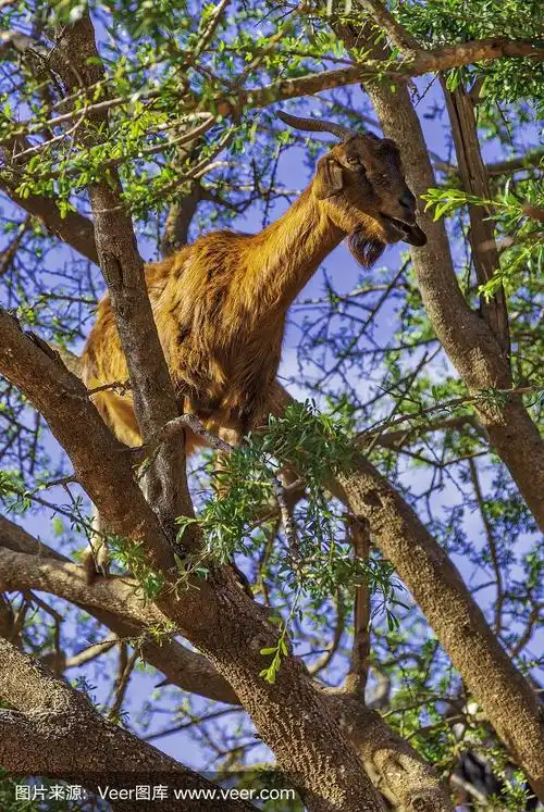 山羊在树上吃坚果(hdri)