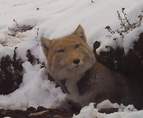 这种狐狸靠"方脸"走红网红,大家感觉如何?