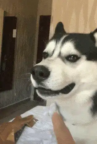 哈士奇图片搞笑表情包抖音哈士奇狗头表情包2022已更新今日热点