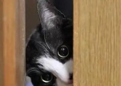 都经历过这样的事情:你在卫生间里面洗澡,你家猫总要躲在门后偷偷地