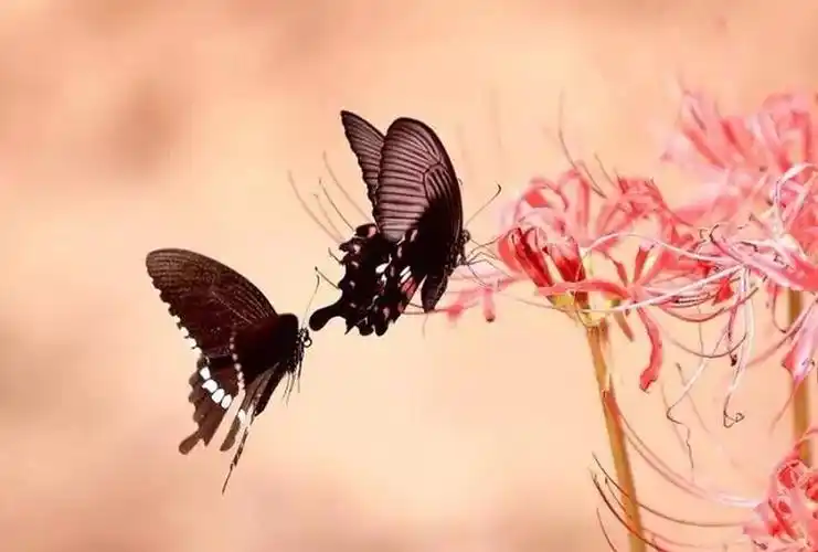 梁祝化蝶相思吟藏头