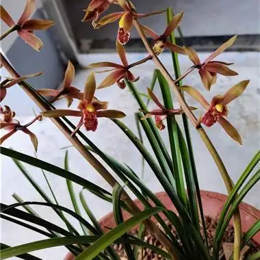 蕙兰种养复色红舌