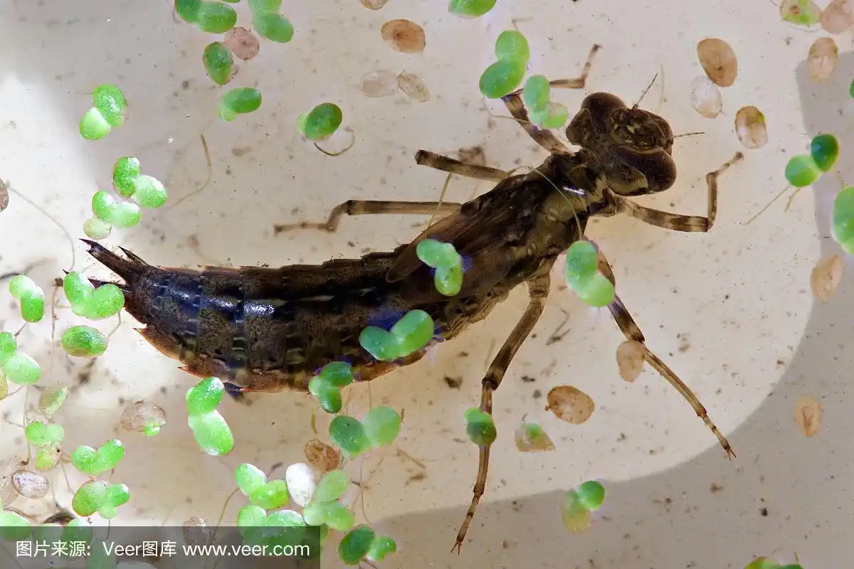 大蜻蜓幼虫